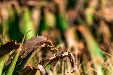 Dry Cactus Leaf