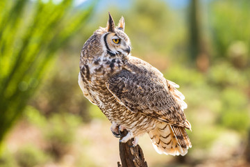 great horned owl