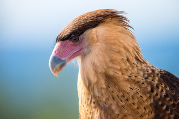Caracara