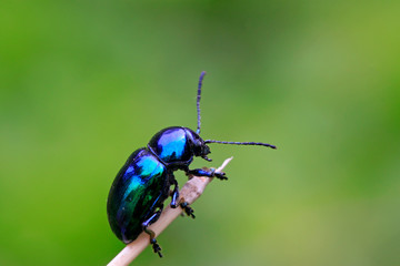 purple leaf beetle