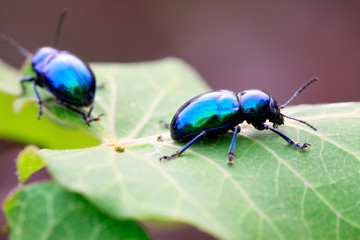 purple leaf beetle