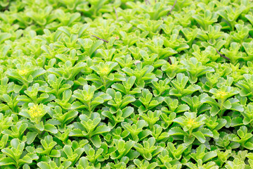 Crassulaceae plants in the plant