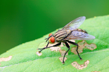 closeup of tachina fly