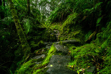 Beautiful greenery nature in the rainforest.