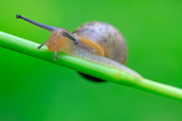 snail