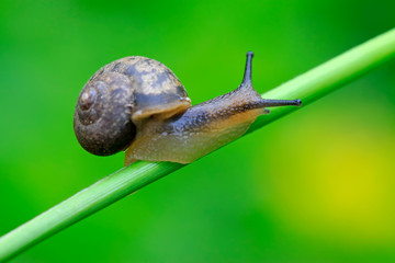 snail