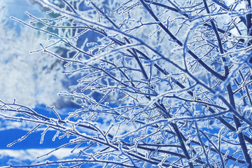 Winter nature background. Tree covered with hoarfrost on blue snow background. Winter landscape.