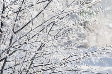 Trees covered with frost in nature. Falling snow. Winter forest. Winter greeting card. Winter fairy tale.