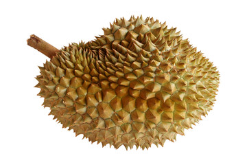 Durian fruit isolate on white background. come from Thailand.