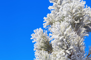 Pine branches with needles covered with hoarfrost against blue sky. Winter frame and copy space. Selective focus.