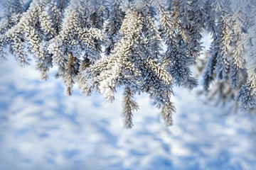 Fir tree branches close up covered with white frost and snow. Winter nature background with copy space. Toning image, blue color.