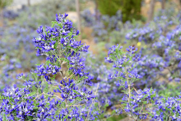 Moorcraft of Sophora (Sophora moorcroftiana). Tibetan plateau, China