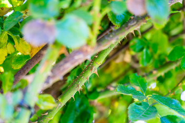 close up shot as rose thorn
