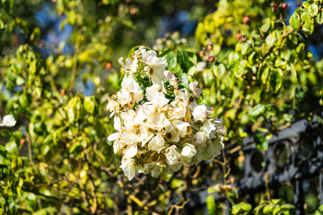 white roses blurry background in Rose Gardens