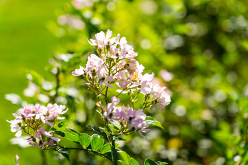 pink roses blurry background in Rose Gardens