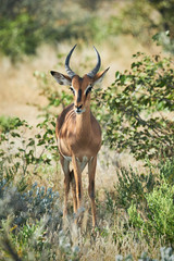 Blackfaced impala (Aepyceros melampus petersi)