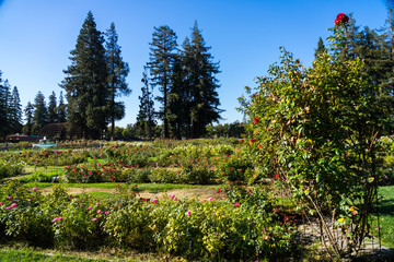 Rose Gardens view