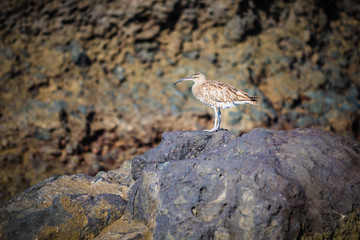 Bird on the rocks. Alcala.  Tenerife. Canary Islands..Spain