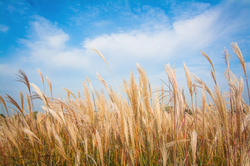 Grassland. Wild grass in the morning sunlight. ideal use for background. natural background