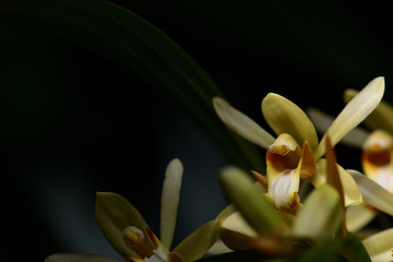 Fototapeta premium Yellow wild orchid,dark background. Five petals of yellow petals.The pistils are white and maroon and yellow.Yellow stamens on top. The flower is a bouquet.Found in the wild in Thailand.