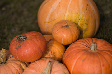 Pumpkins lying on the grass. Close-up..