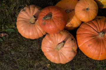 Pumpkins lying on the grass. Top view. Close-up..
