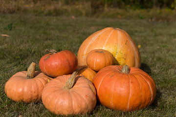 Pumpkins lying on the grass.