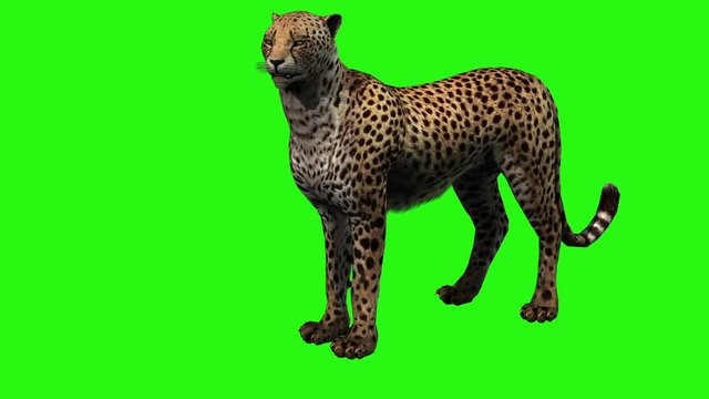 Cheetah start running on green screen