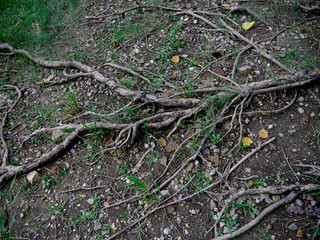 root ground wood