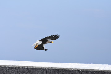 野鳥