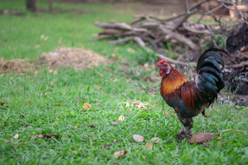thai chiken grass