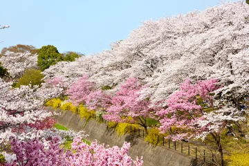 Cercles muraux Fleur de cerisier Cherry blossoms in full bloom