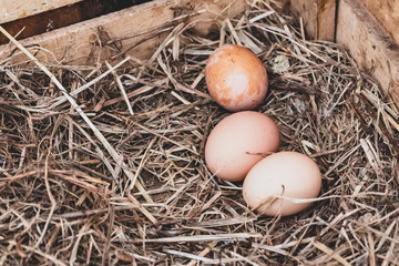 Chicken eggs in the nest. Eggs on straw.