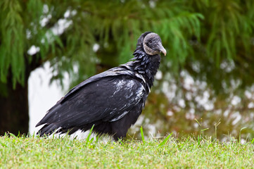 Black Vulture