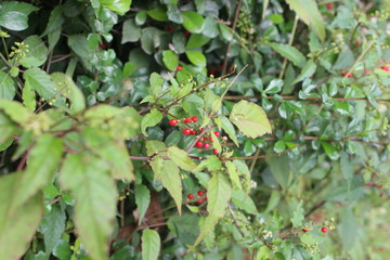 small red seed and the green leaf