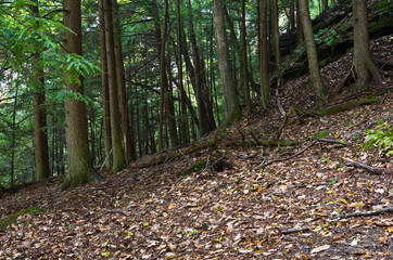 Forest Hillside