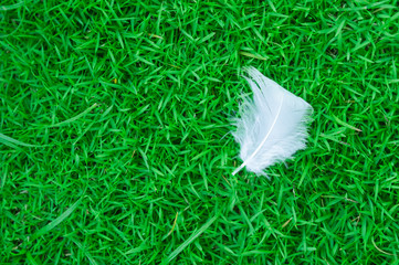 Duck feathers fall on green grass. For the background.