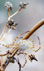 araña en su habitat