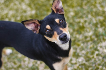 portrait of a dog