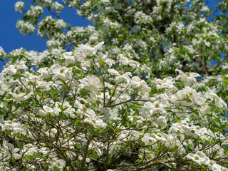 Cornus nuttallii - Floraison vernale du cornouiller du Pacifique ou cornouiller de Nutall.