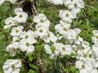 Cornus nuttallii - Floraison vernale du cornouiller du Pacifique ou cornouiller de Nutall.