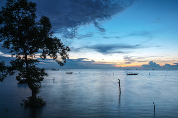Mangrove in The Afternoon