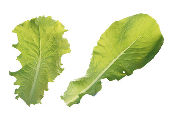 Romaine Lettuces