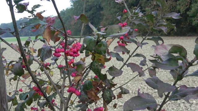 Euonymus europaeus, known as spindle, and also as European spindle and common spindle
