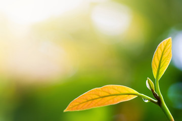 Water droplets on young leaves green background morning sunlight