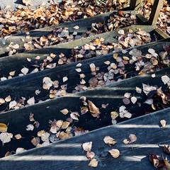 Autumn leaves on wooden stairs.