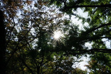 Trees in beautiful park