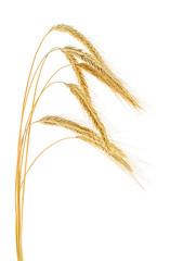 Ears of rye on a white background