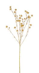 Ear of flax on white background