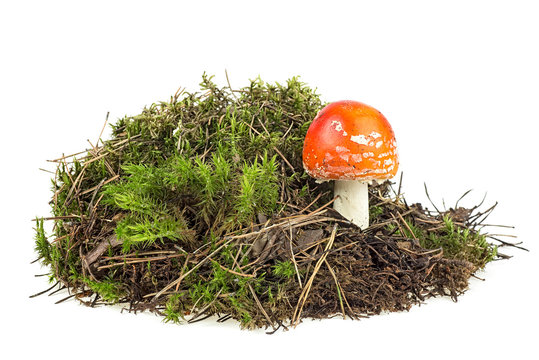Fly agaric mushroom on green moss isolated over white background
